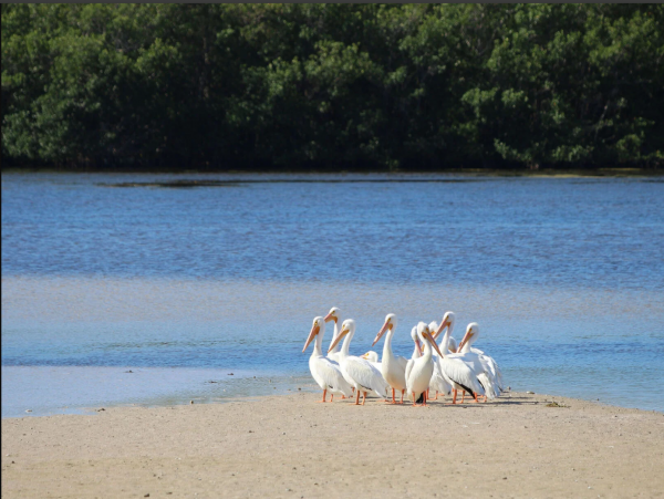 Sanibel Vacation Condo with 2 Bedroom