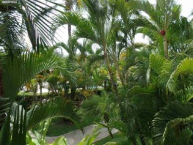 Kihei Vacation Condo Sleeps Six Guests.