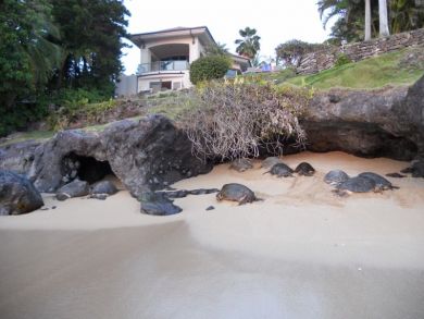 Beachfront Maui Rental Home- Private Beach Snorkeling Cove.