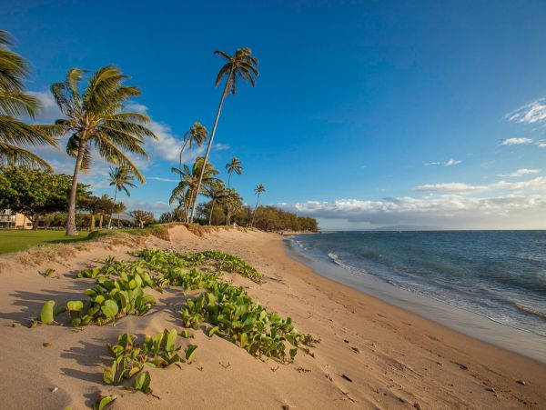 Beautifull Rental with 3 Bedrooms near Kalepolepo Beach