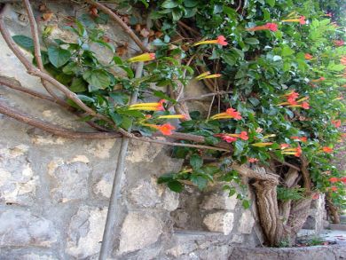 Flowers and greenery adorn the stone pathway