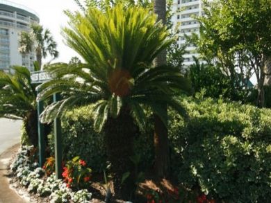 Tropical landscapes