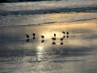 Native birds view