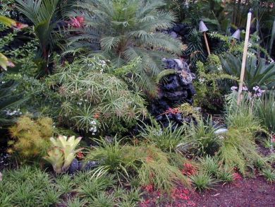 Rare tropical plants Rare tropical plants
