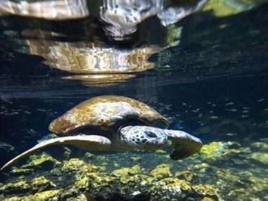 Swim with turtles in the bay Swim with turtles in the bay