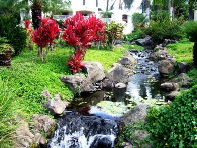 Little tropical  stream