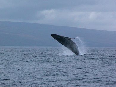 Whale watching