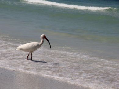 Wildlife