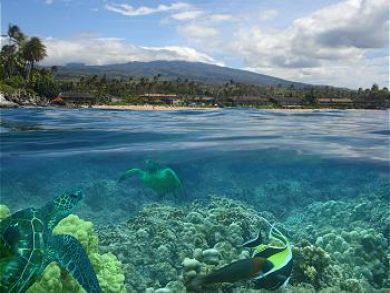 Marine Fauna