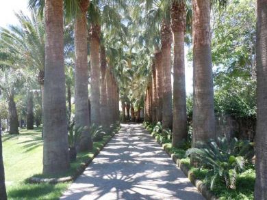 Different Type of Palms