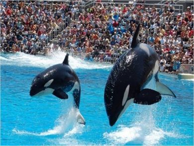 Sea World