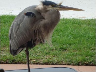 Blue Heron on Patio