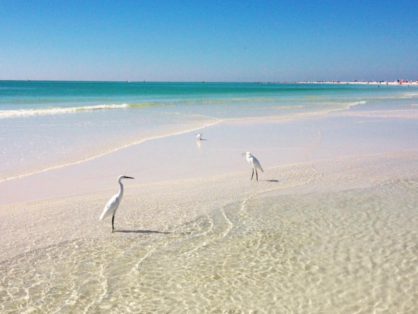 Siesta Key Vacation Rental - Florida Beach Condo Rental