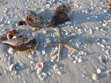 Sanibel Two Bedroom Condo Rental Sleeps Six - Steps to Beach