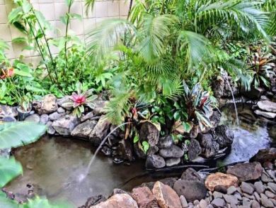 Tropical Pond