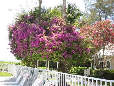 Romatic Beach Cottage on Exclusive longboat Key On Beach