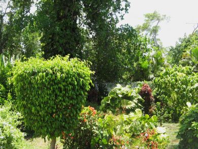 Ocean Views, Private Dock, Private Pool - Jamaica Rental