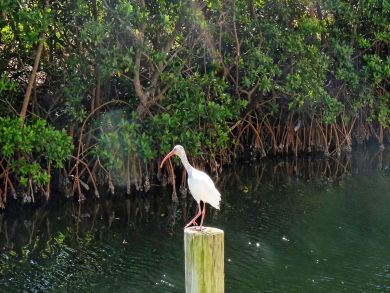 Siesta Key Condo 901020