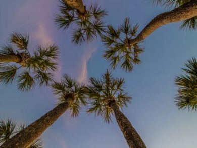 Palm Trees
