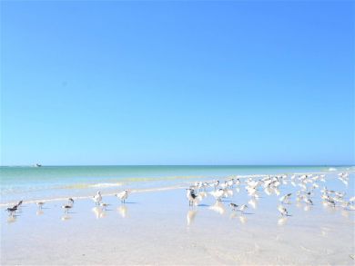 Siesta Key Vacation Rental
