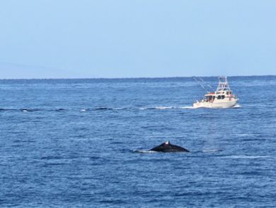 Whales right offshore