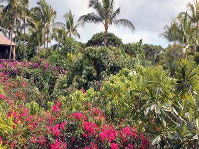Garden view