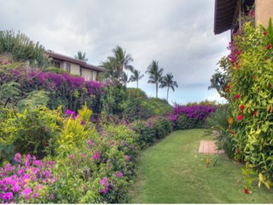 Tropical garden