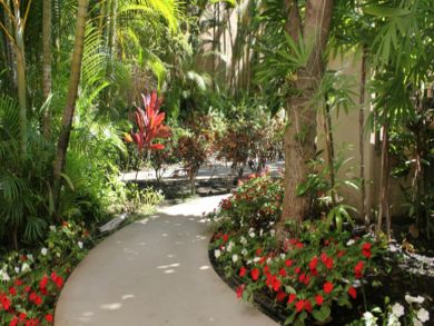 Walkway with tropical foliage