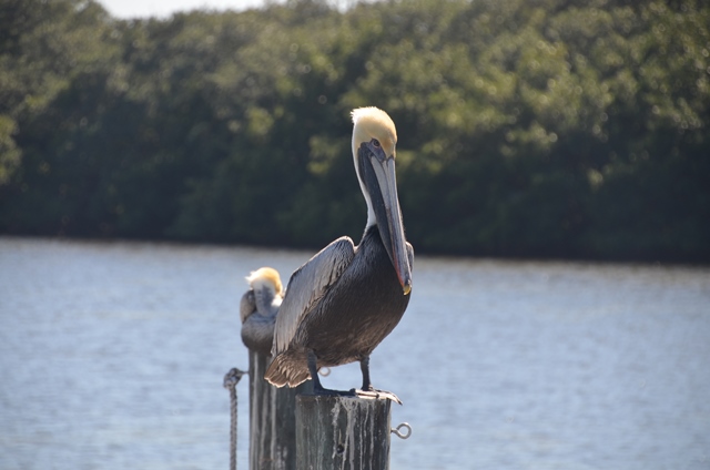 Anna Maria Island Holmes Beach Condo 906308