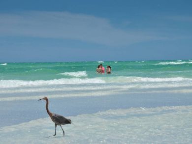 Siesta Key Condo Siesta Key Condo
