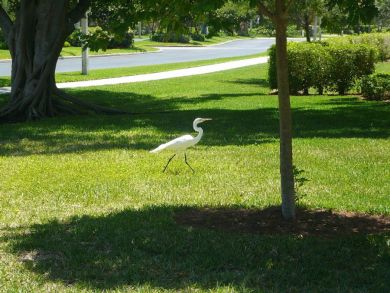 Fort Myers Condo 907182