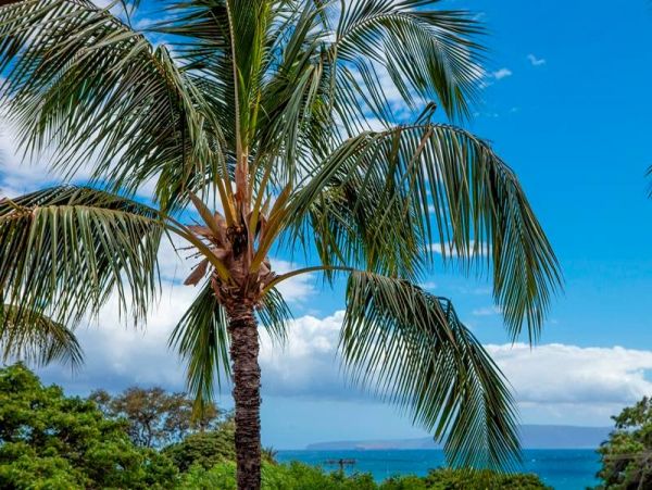 Kihei Beach Rental a Great Vacation Option