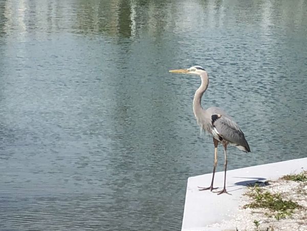 Manasota Key Charming Cottage