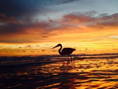 Manasota Key Condo 908547