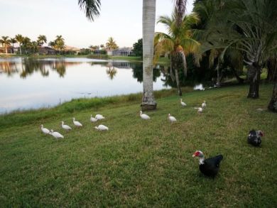 Cape Coral Home 908959