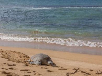 Maui Vacation Rental