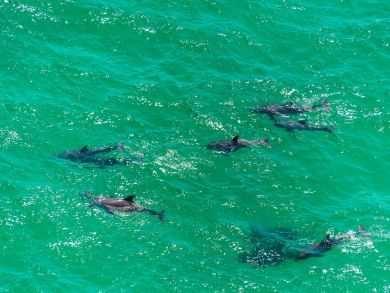 Beaches Of South Walton Condo 911295 Beaches Of South Walton Condo 911295