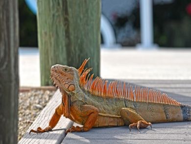The Florida Keys Home 912089