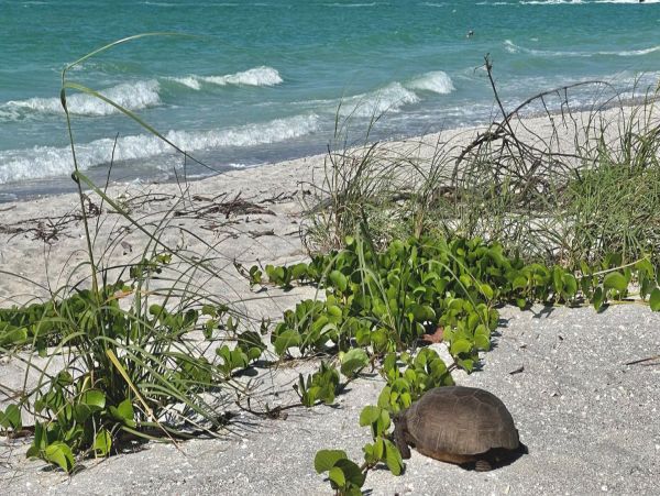 Sanibel Condo 912218