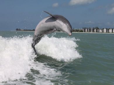 Sanibel Condo 912247