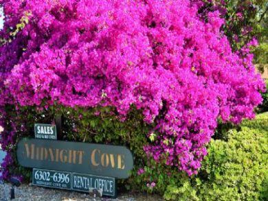 Siesta Key Condo 913058