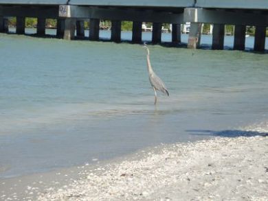 Sanibel Condo 919043