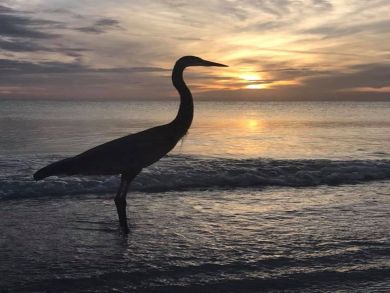 Anna Maria Island Holmes Beach Condo 919201