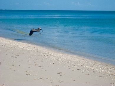 Boca Grande Home 919229