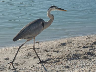 Sanibel Home 919849