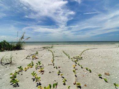 Sanibel Condo 919929