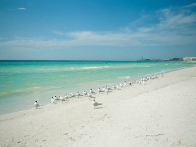Siesta Key Condo 919991