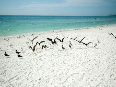 Siesta Key Condo 920013