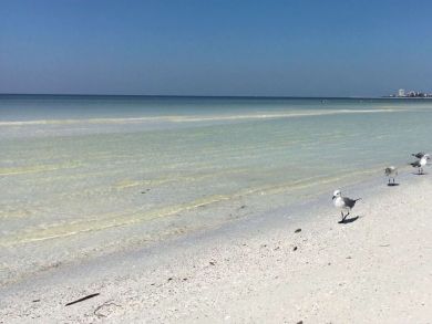 Siesta Key Condo 920490
