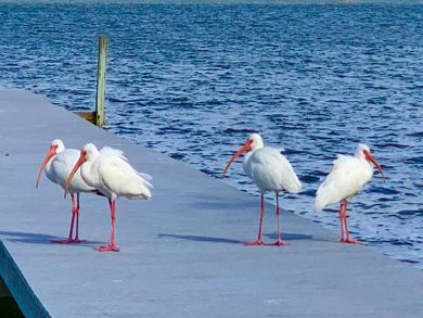 Manasota Key Home 920504